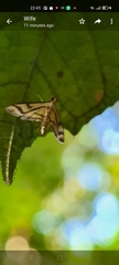 Perisyntrocha anialis