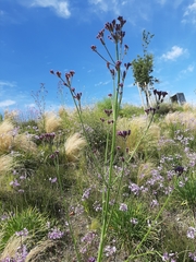 Verbena incompta