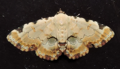 Sandava xylistis Swinhoe, 1900
