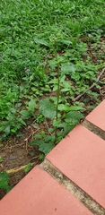 Cyanthillium cinereum