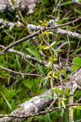 Dioscorea quartiniana