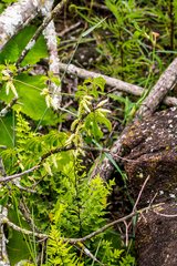 Dioscorea quartiniana