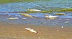 Odontesthes bonariensis