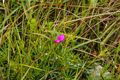 Tephrosia bachmannii