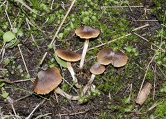 Cortinarius waiporianus
