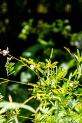 Tephrosia polystachya