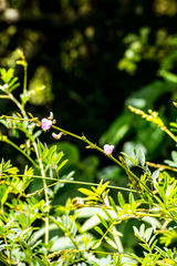 Tephrosia polystachya