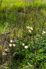 Thunbergia dregeana