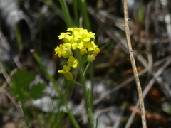 Alyssum montanum gmelinii
