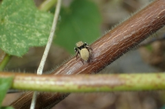 Carrhotus sannio