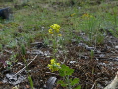 Alyssum montanum gmelinii