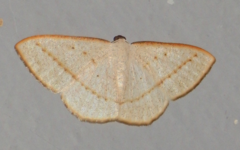Lomographa luciferata