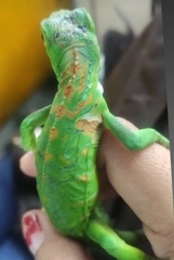 Iguana iguana