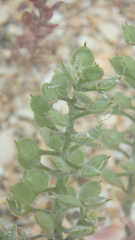 Alyssum hirsutum