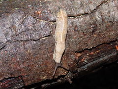 Tandonia rustica