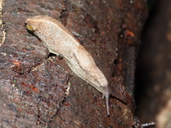 Tandonia rustica