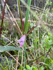 Cleistesiopsis divaricata
