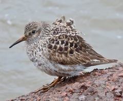 Calidris maritima image