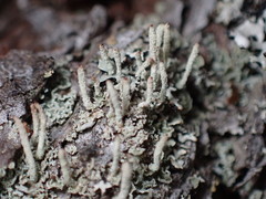 Cladonia rei