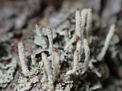 Cladonia rei
