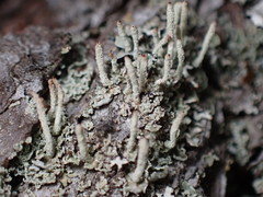 Cladonia rei