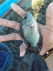 Amphilophus trimaculatus