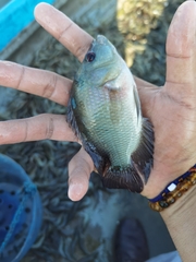 Amphilophus trimaculatus