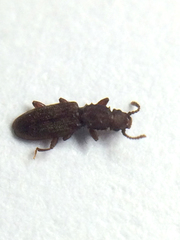 Oryzaephilus