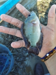 Amphilophus trimaculatus