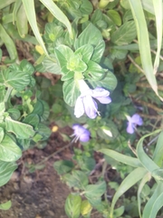 Barleria obtusa