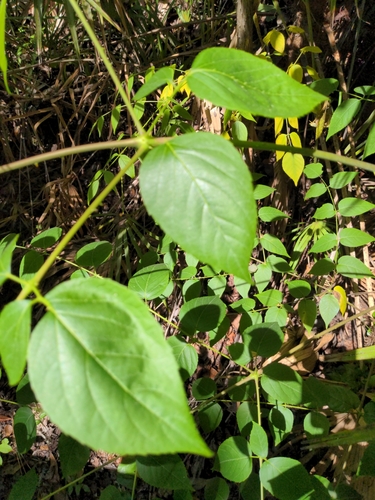 Aralia spinosa image