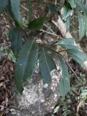 Ardisia hanceana