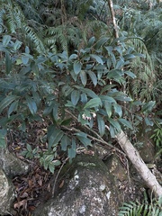 Ardisia hanceana