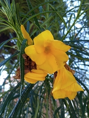 Cascabela thevetioides