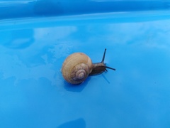 Fruticicola fruticum