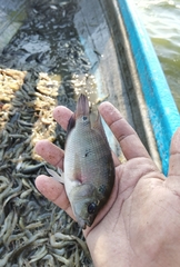 Amphilophus trimaculatus