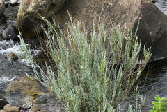 Gomphostigma virgatum