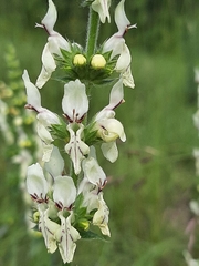 Stachys recta