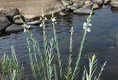 Gomphostigma virgatum