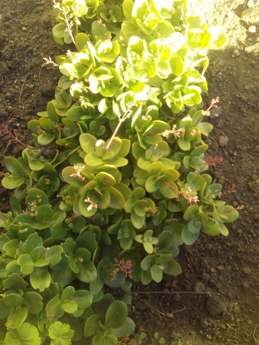 Crassula multicava iNat (3)