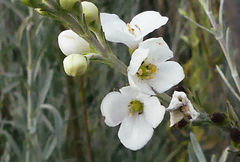 Gomphostigma virgatum