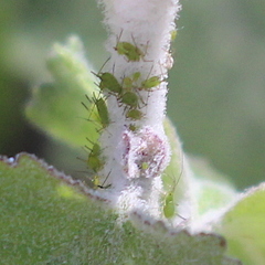 Uroleucon erigeronense