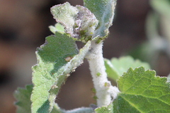 Uroleucon erigeronense