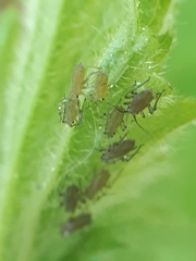 Macrosiphum gei