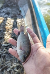 Amphilophus trimaculatus