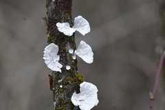 Poronidulus conchifer image