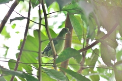 Treron calvus virescens