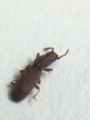 Oryzaephilus