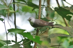 Zosterops leucophaeus