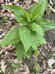 Digitalis grandiflora